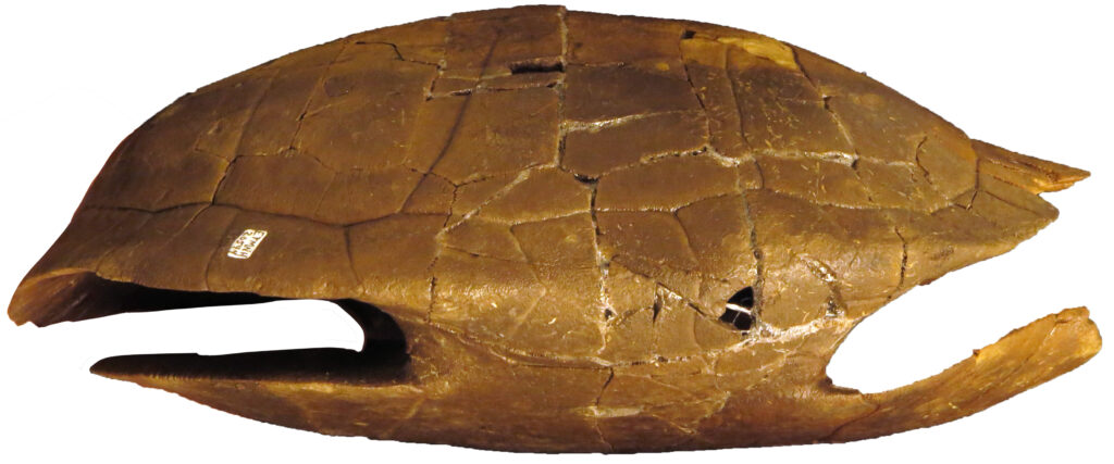 HU Professor discovers new 5-million-year-old “horned” turtle